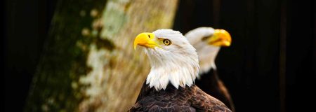 Two American Bald Eagles looking proud.
