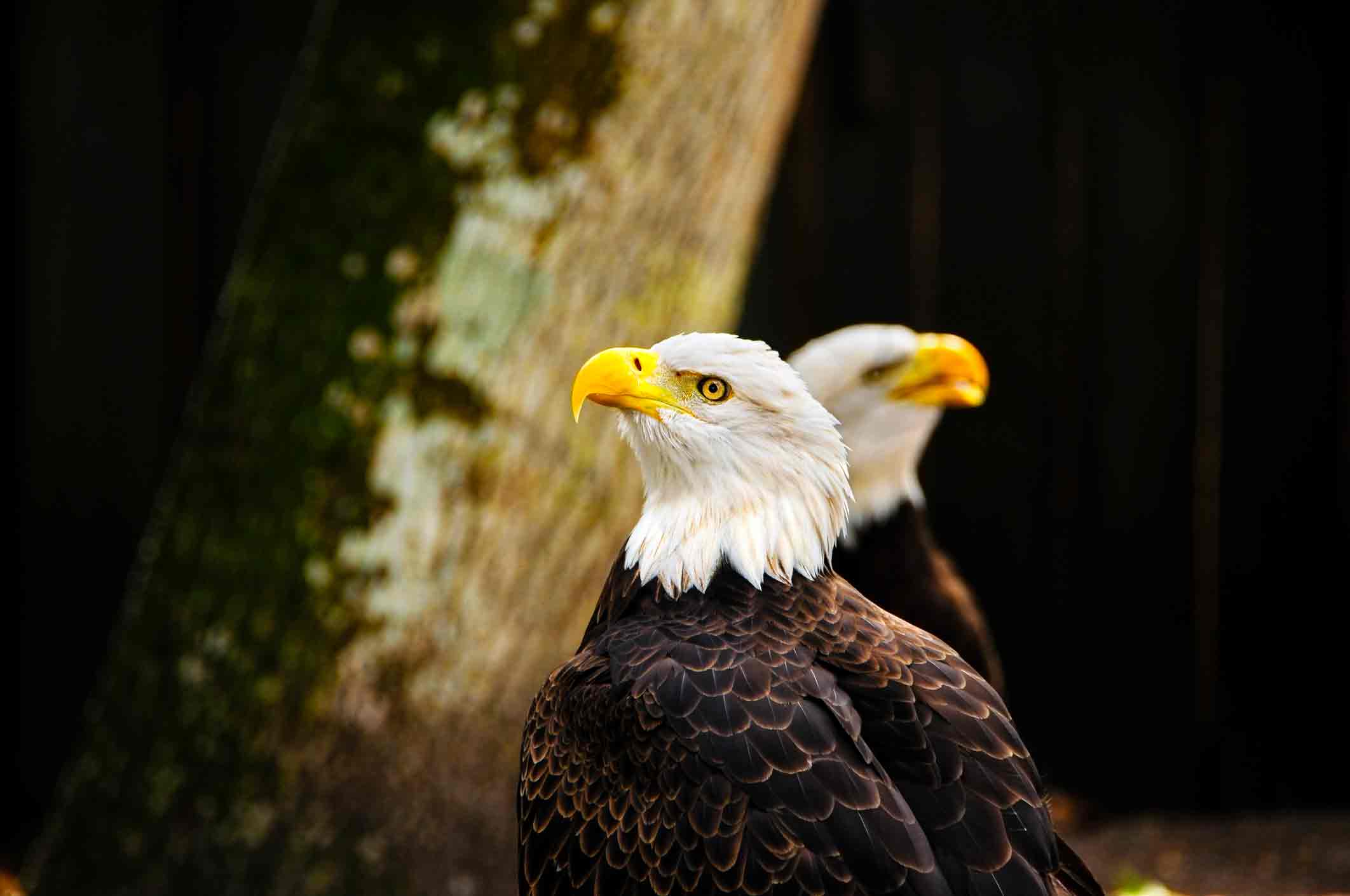 Two American Bald Eagles looking proud.